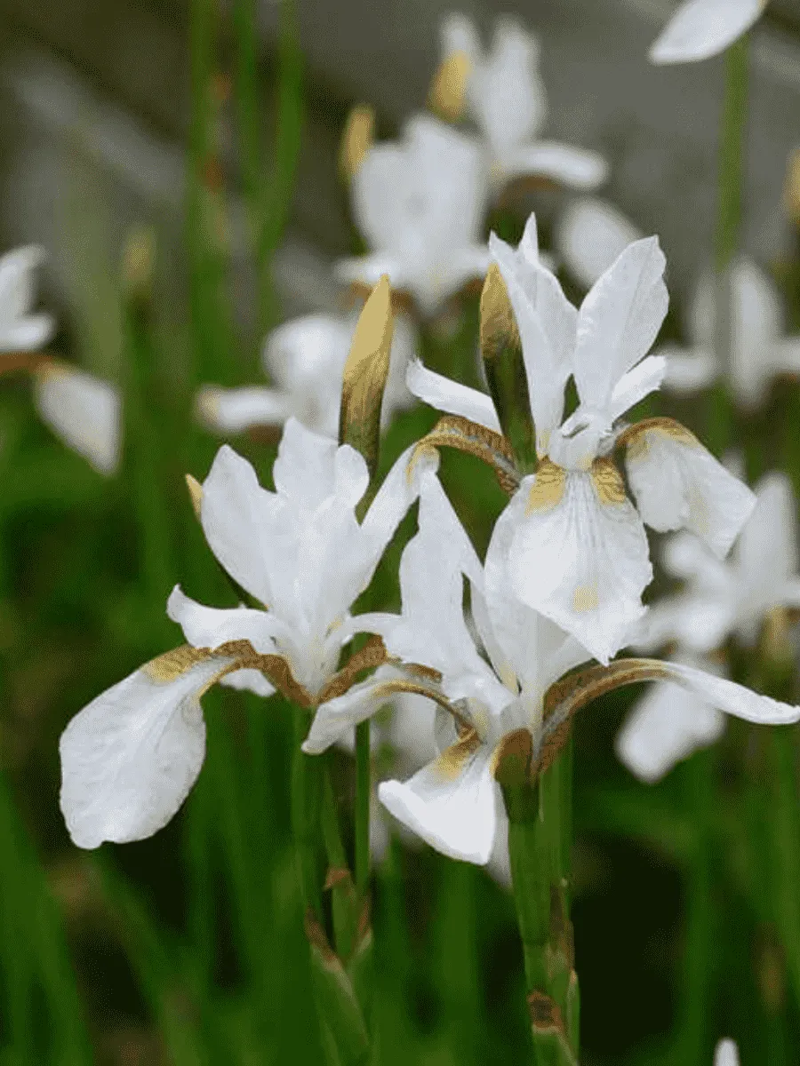 Ирис сибирский Snow Prince