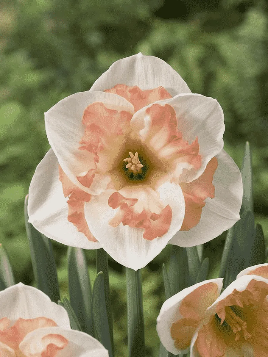 Нарцисс Pink Wonder