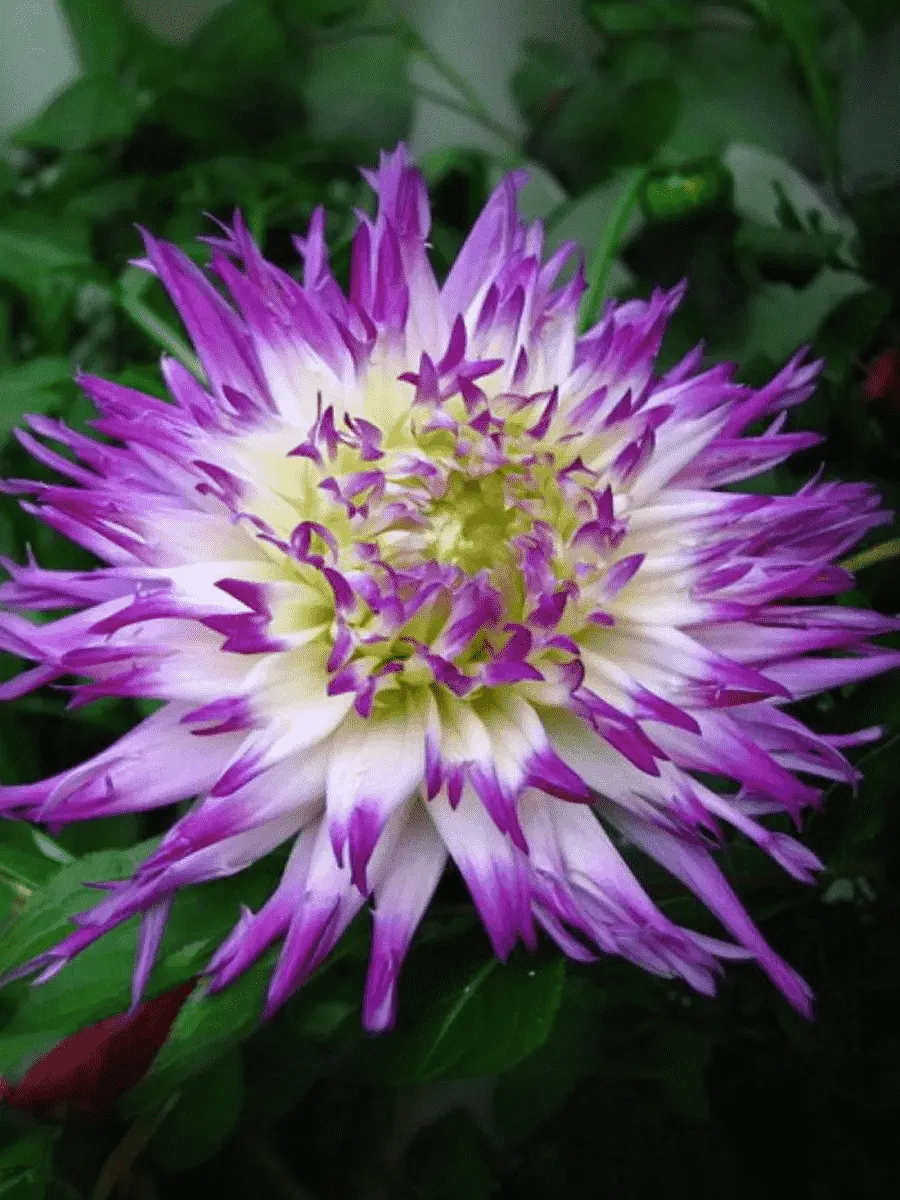 Георгина Veritable