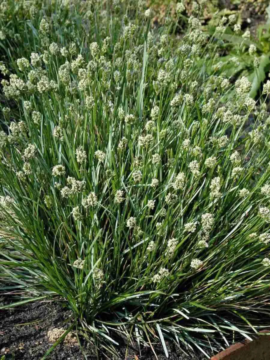 Сеслерия голубая