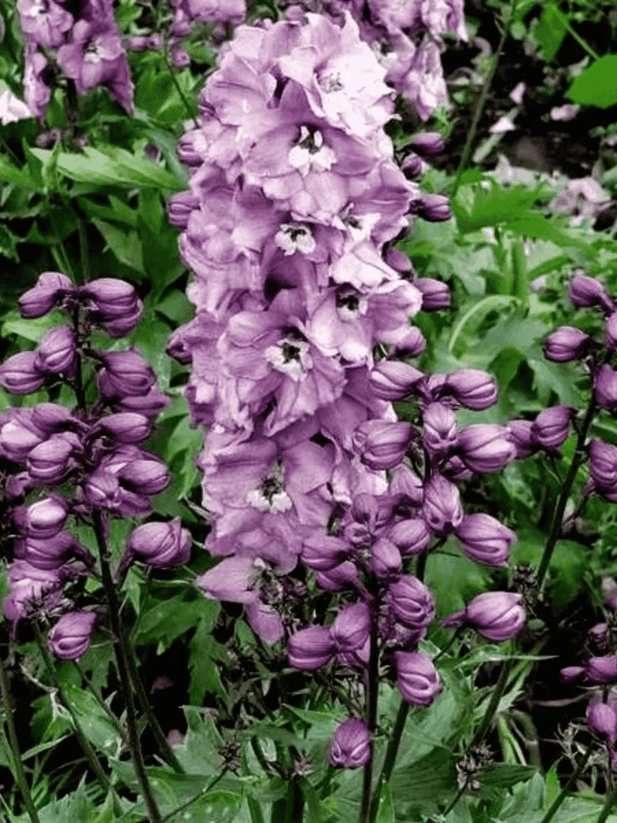 Дельфиниум  культурный M. F. Deep Rose  White Bee