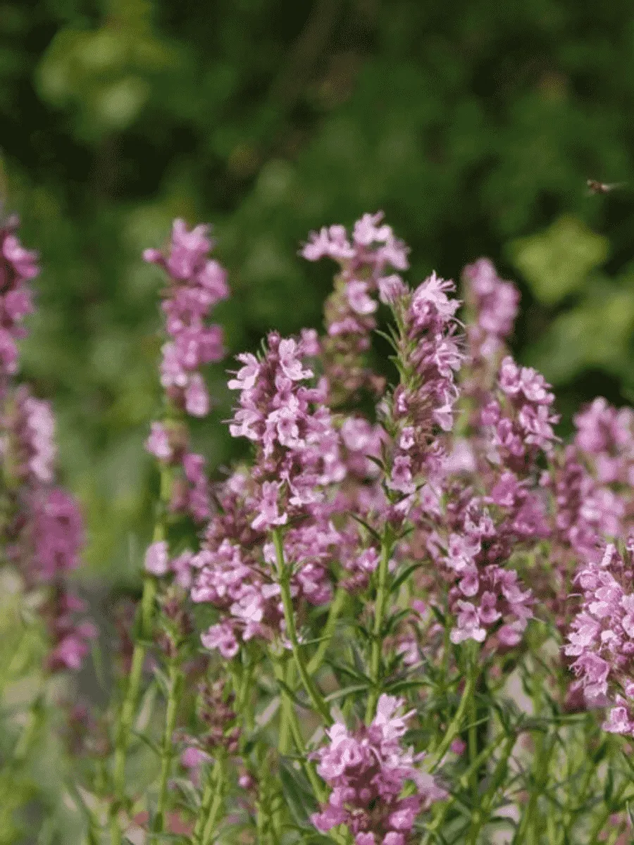 Иссоп лекарственный Roseus