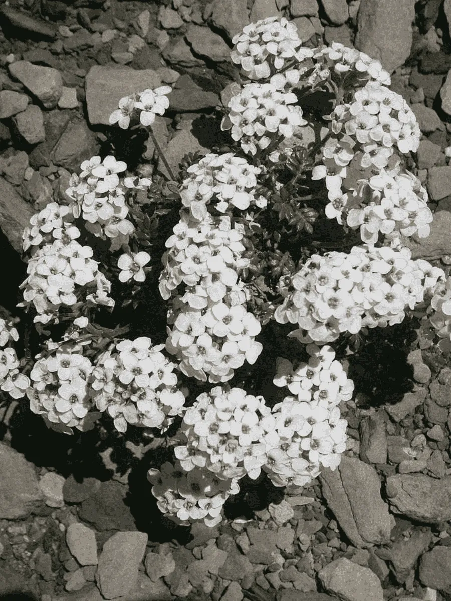 Гутчинзия альпийская Crystal Carpet