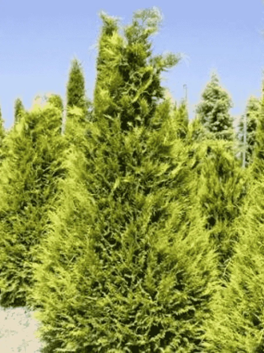 Кипарисовик Лавсона Stevarti