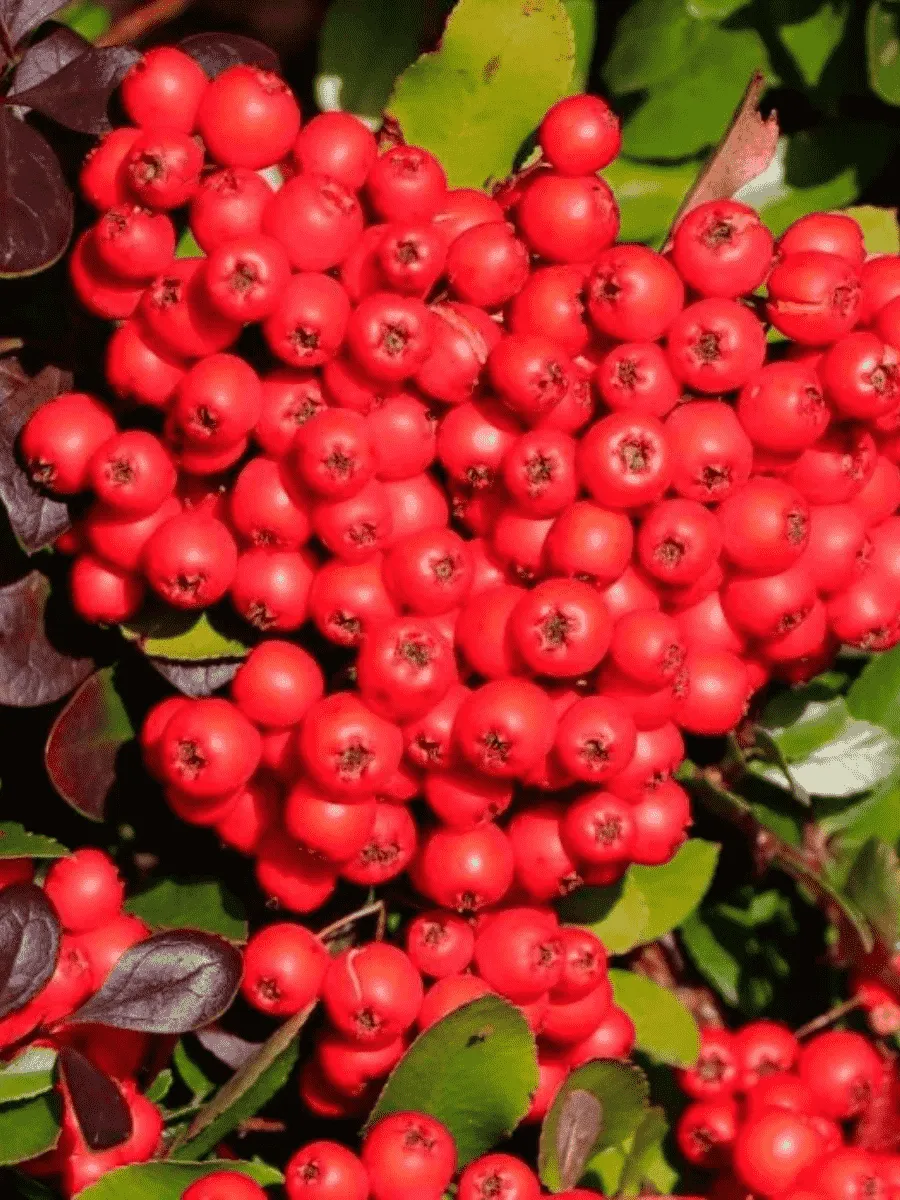 Пираканта cocainea Red Cushion