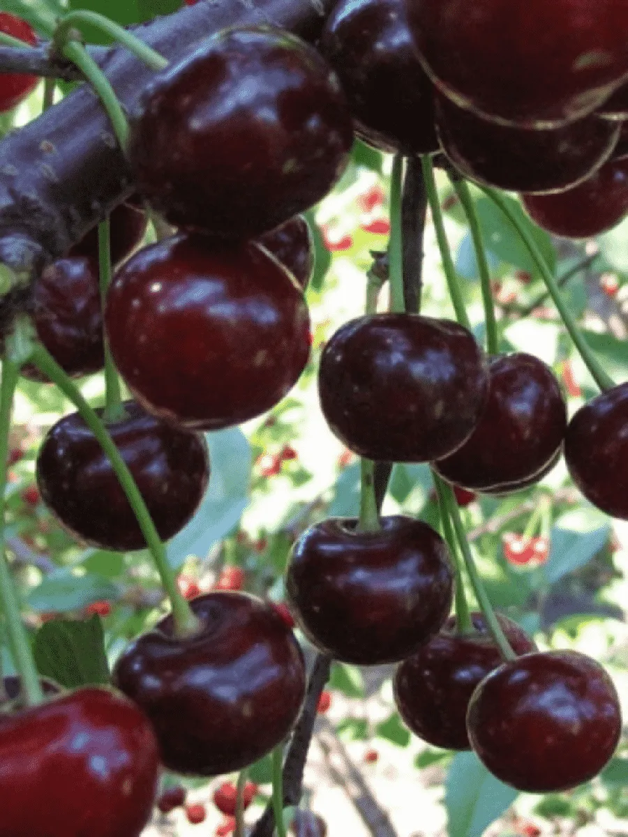 Дюк (Черевишня) Надежда