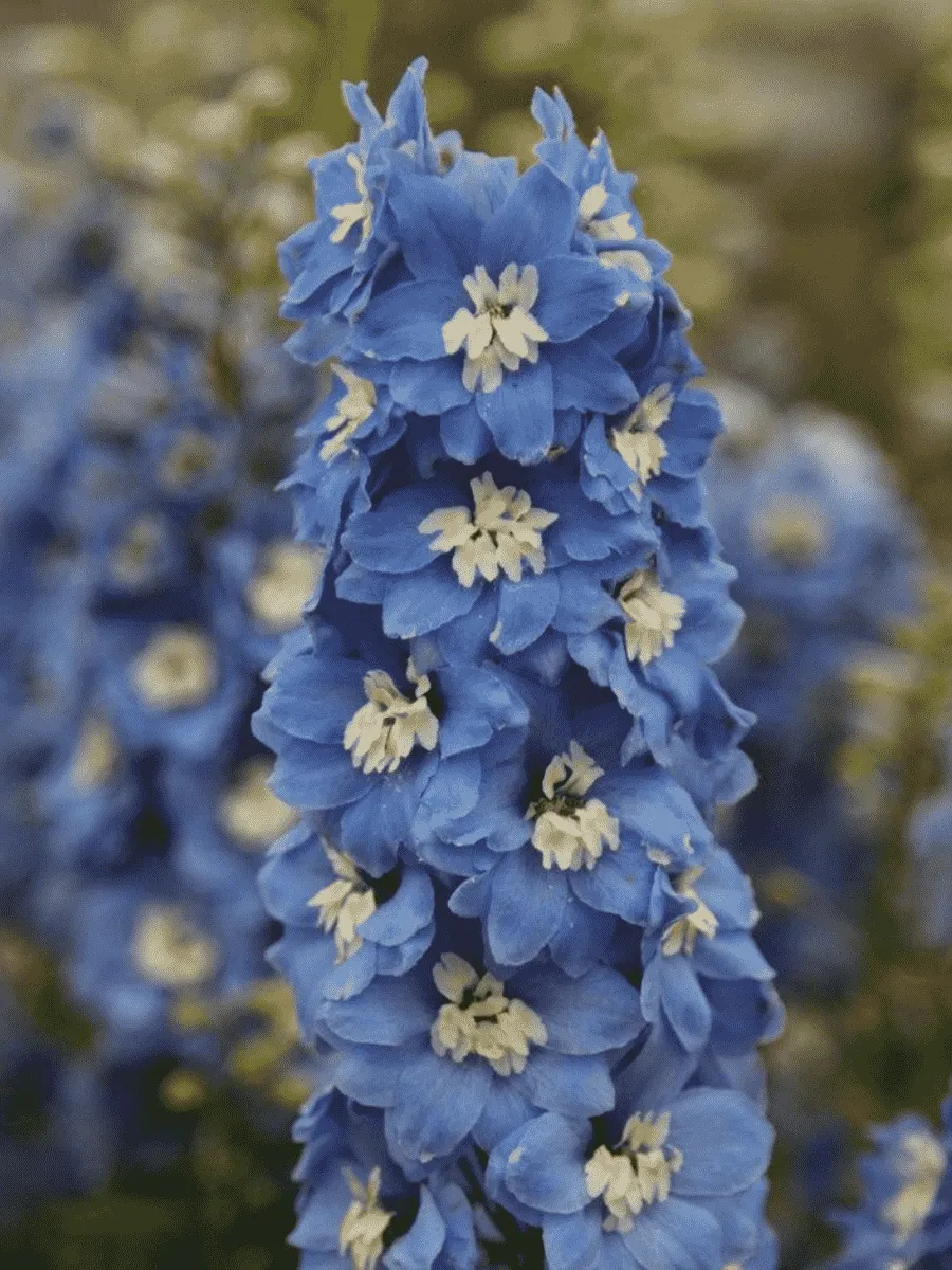 Дельфиниум  культурный Pacific Giant Summer Skies