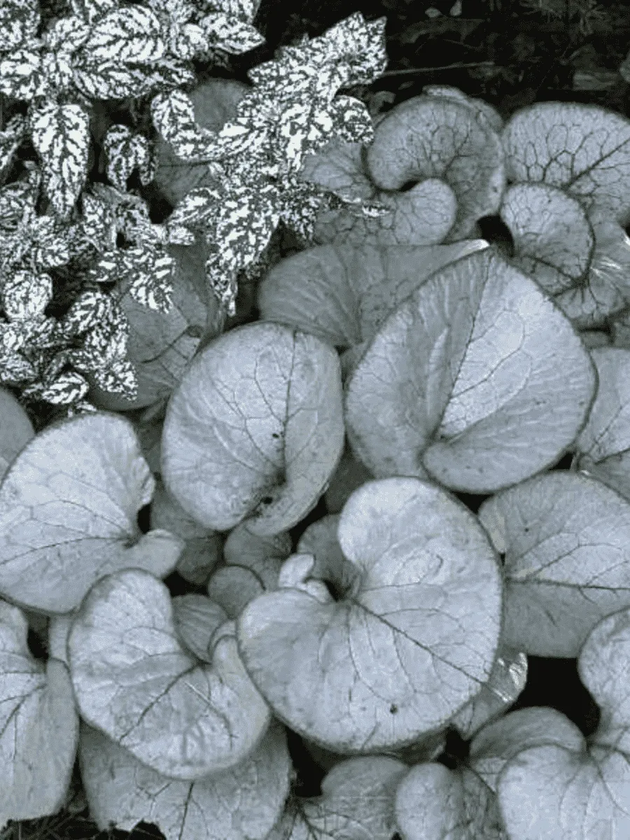 Бруннера крупнолистная Looking Glass