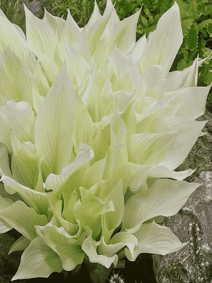 Хоста White Feather XXL