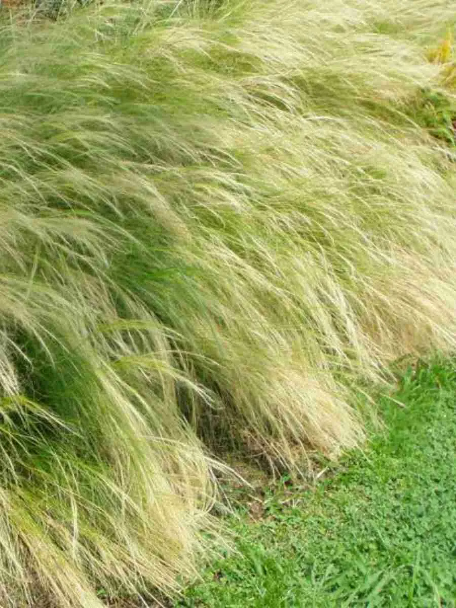Ковыль тончайший Pony Tails