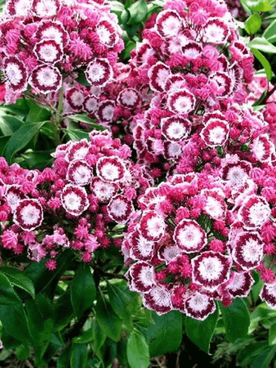 Кальмия широколистная Bandeau