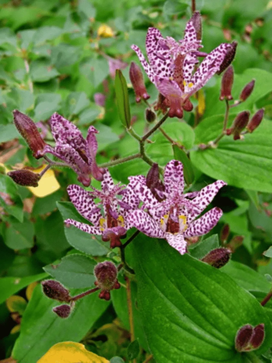 Трициртис Sinonome