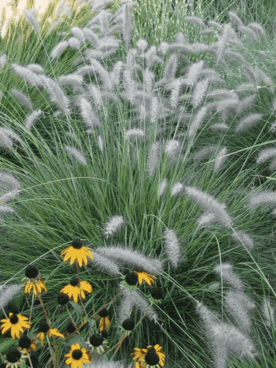 Пеннисетум лисохвостный Cassian