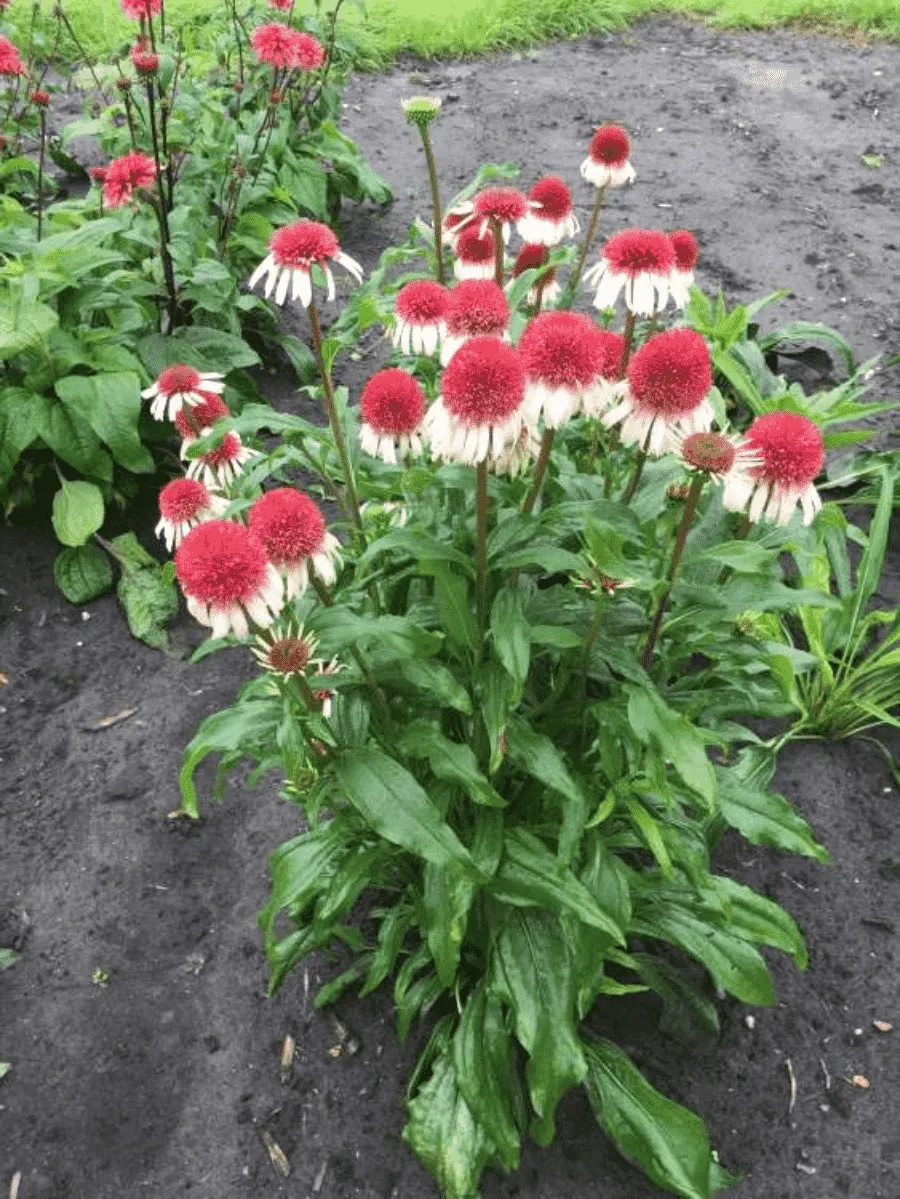 Эхинацея пурпурная Strawberry and Cream