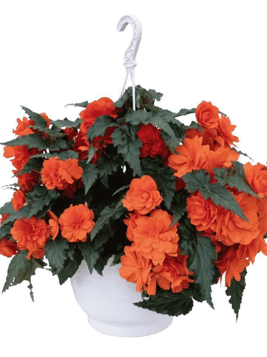 Бегония Orange