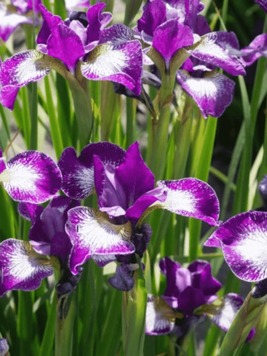 Ирис сибирский Currier