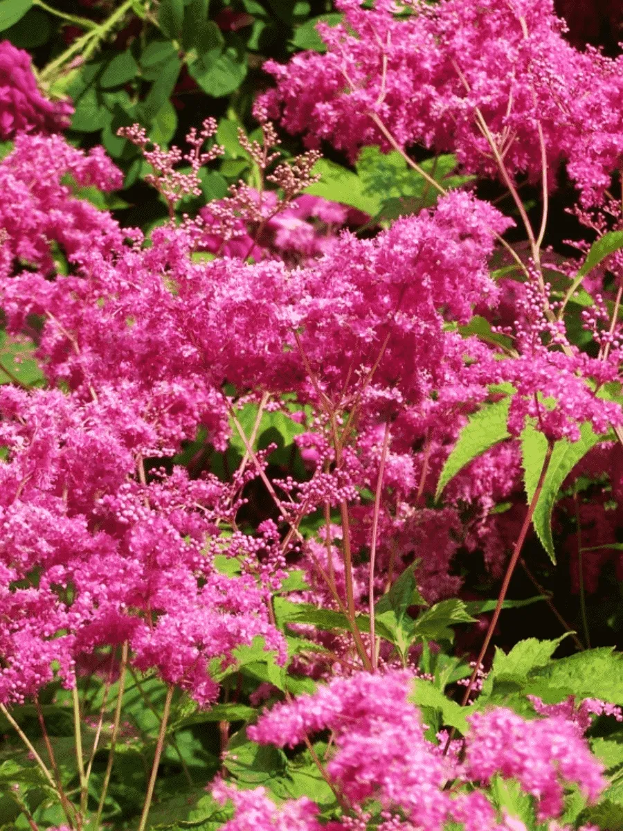 Лабазник пурпурный Elegans