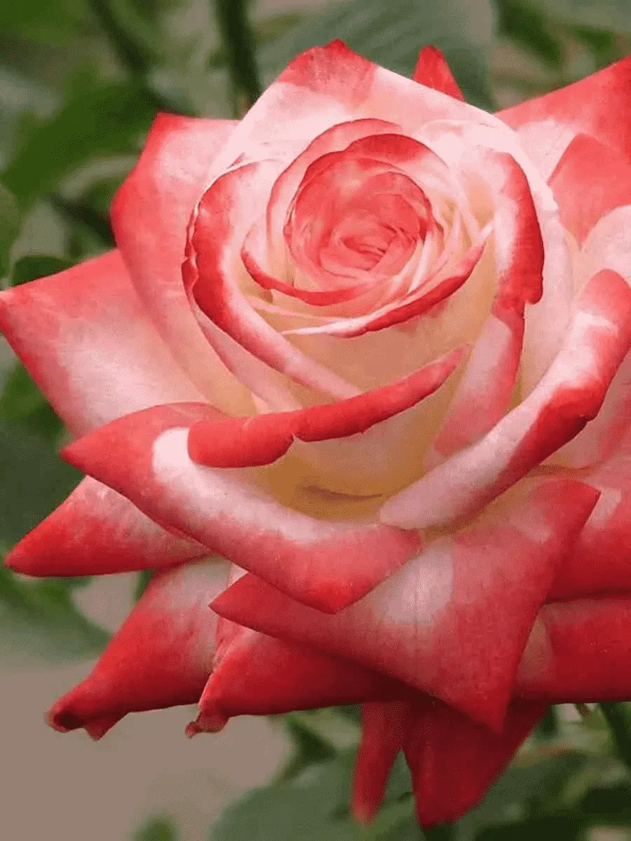 Чайно-гибридные