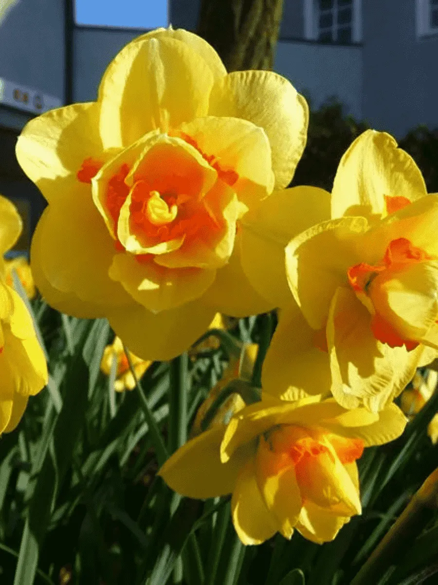 Нарцисс Texas