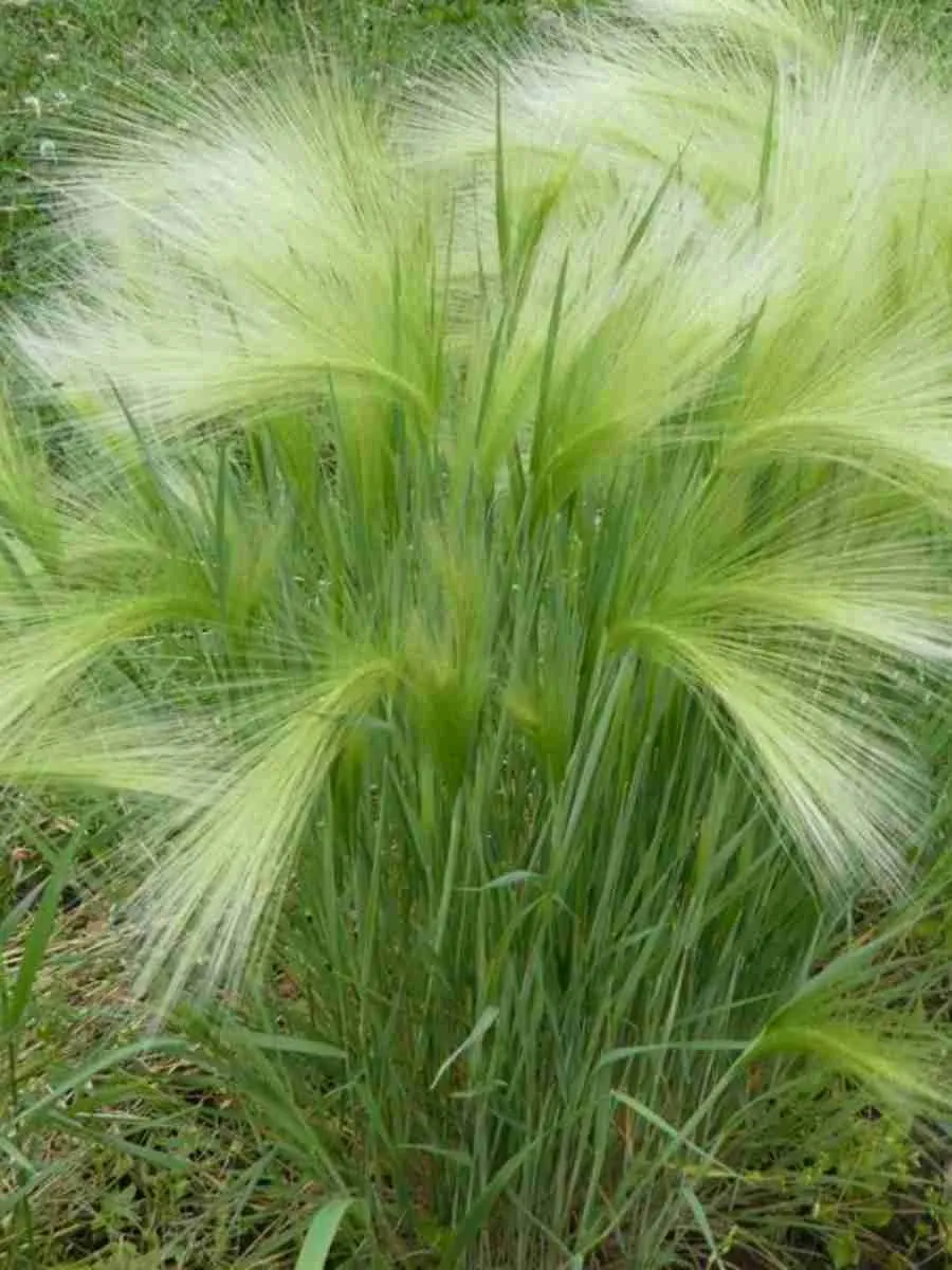 Ячмень гривастый