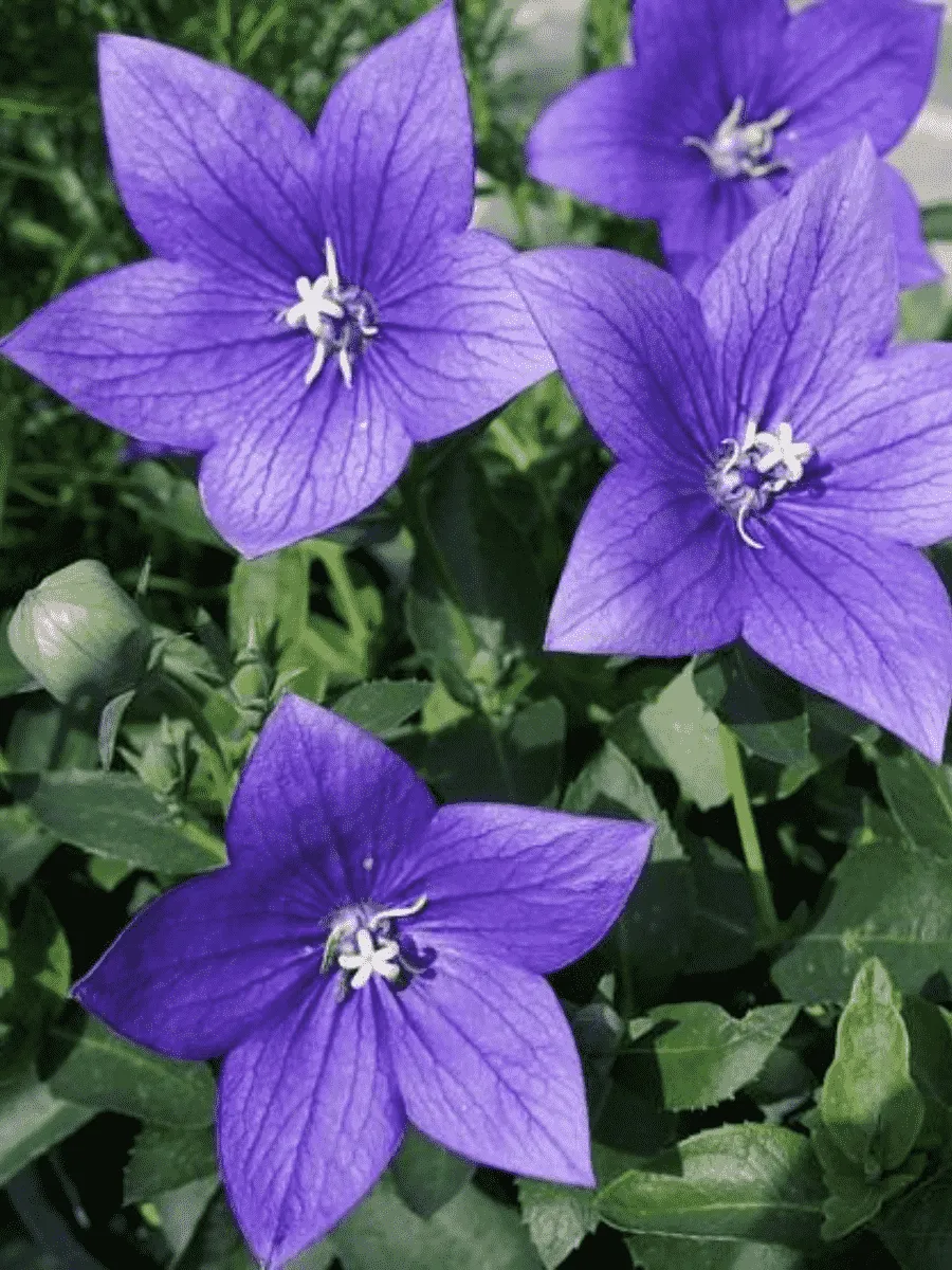 Платикодон крупноцветковый Astra Double Blue