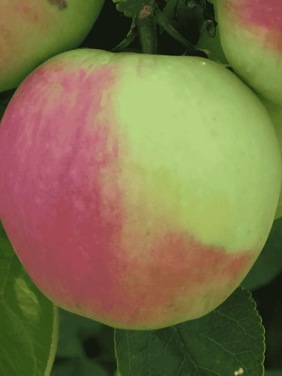 Яблоня Синап северный