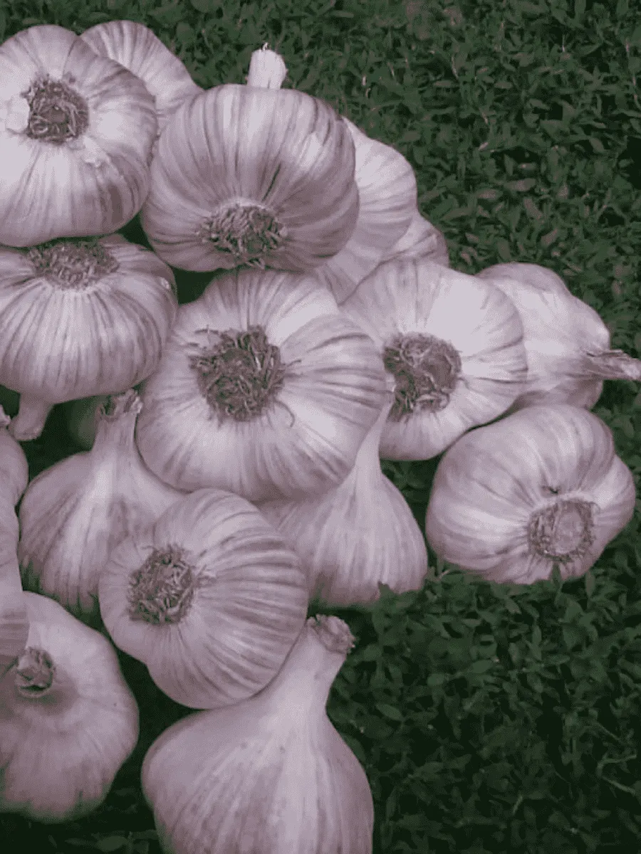 Чеснок Озимый Любаша