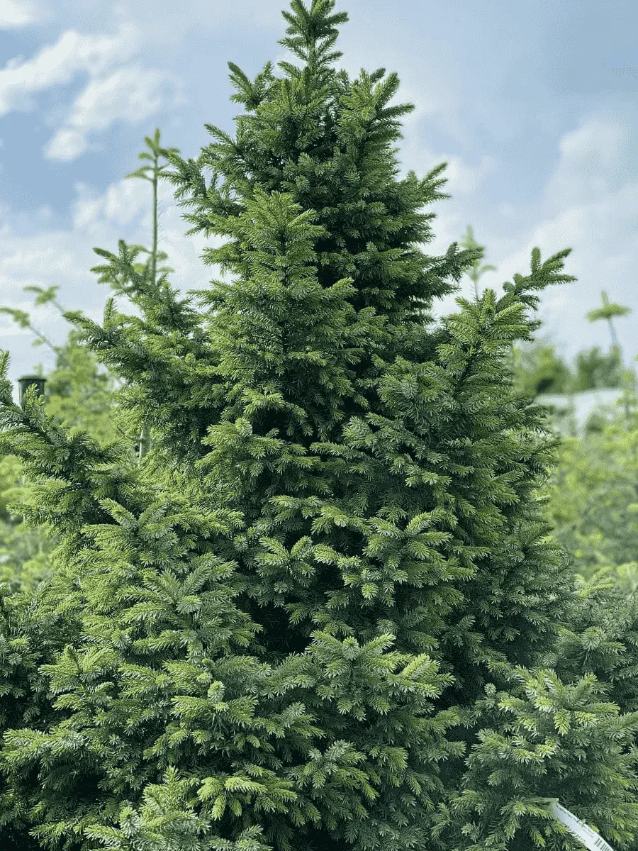 Ель сербская