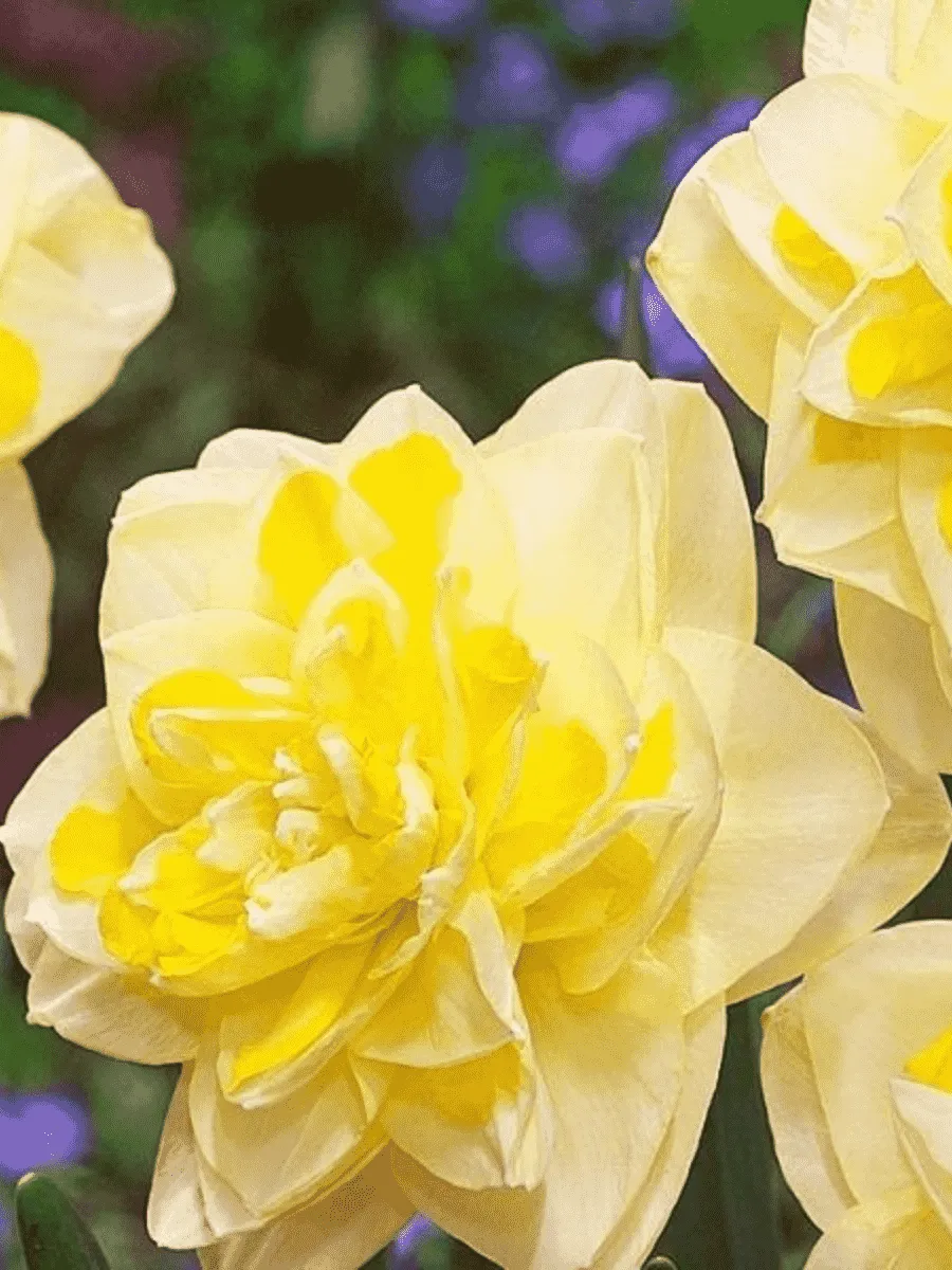 Нарцисс махровый Sweet Pomponette