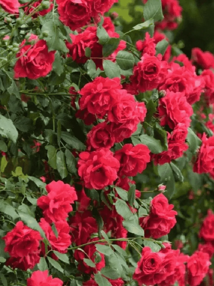 Роза плетистая Крымские зори