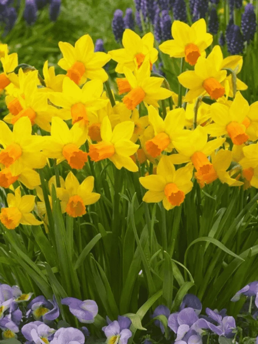 Нарцисс Jetfire