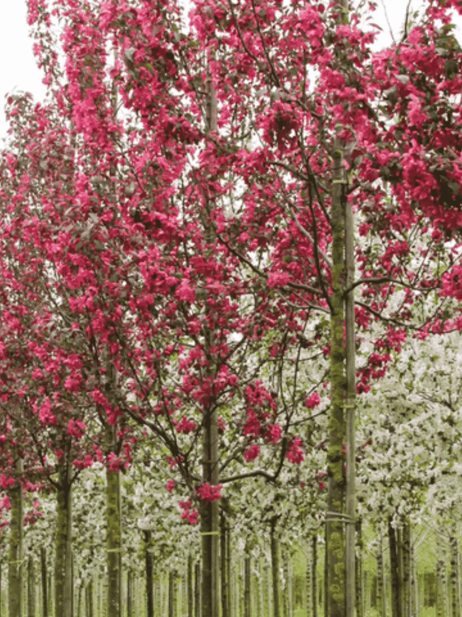 Яблоня декоративная Mokum