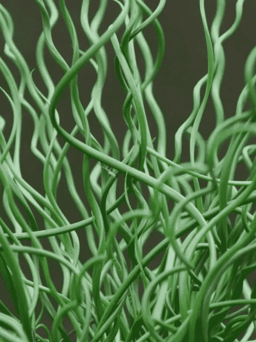 Ситник развесистый Spiralis