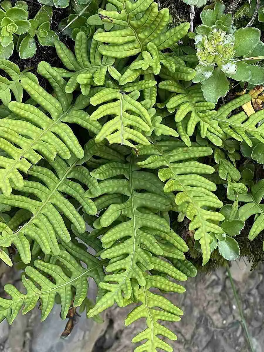 Многоножка обыкновенная Bifido Multifidum