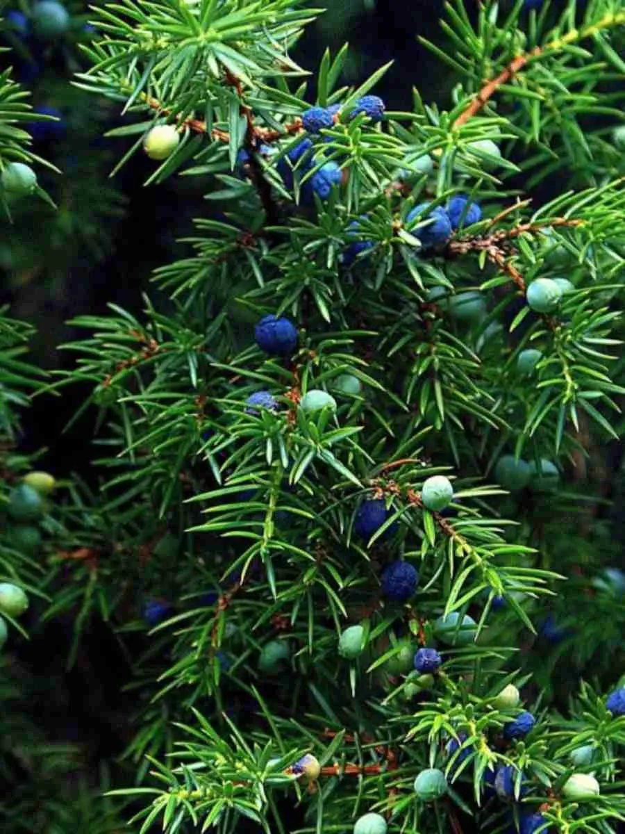 Можжевельник