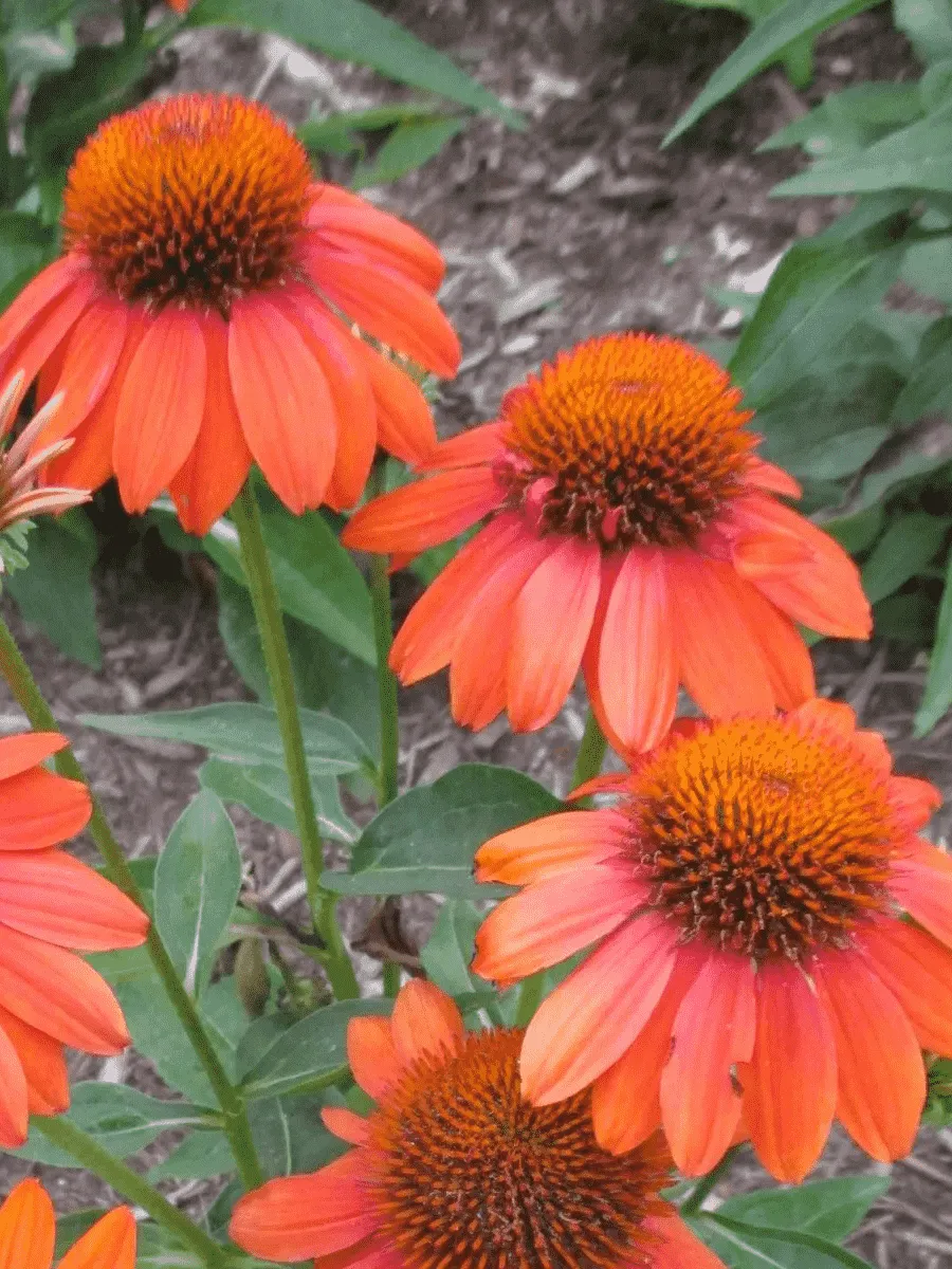 Эхинацея пурпурная Adobe Orange