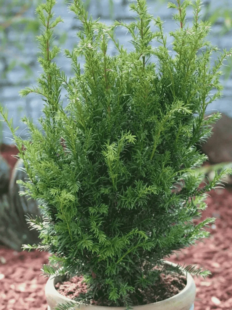 Тис средний Groenland