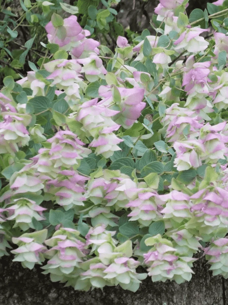 Душица круглолистная