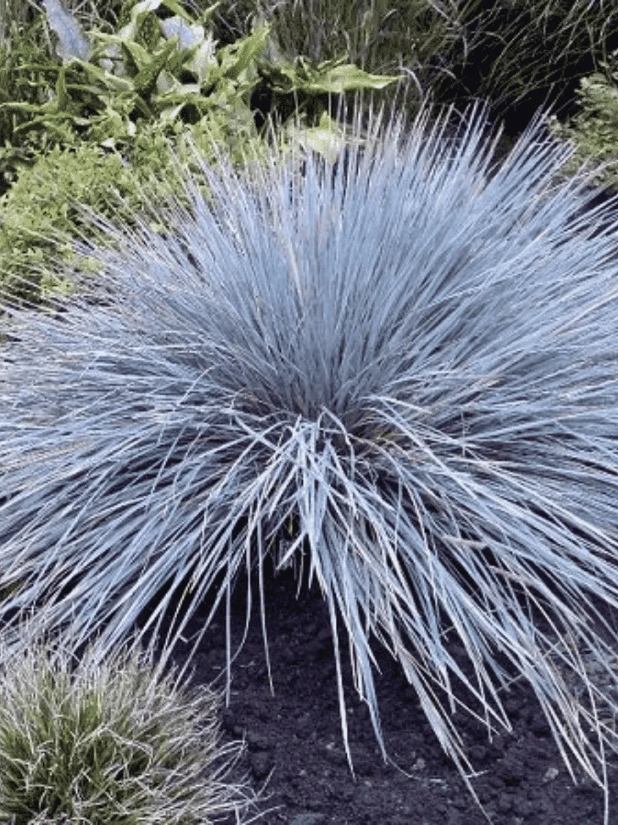 Овсец вечнозеленый Saphirsprudel