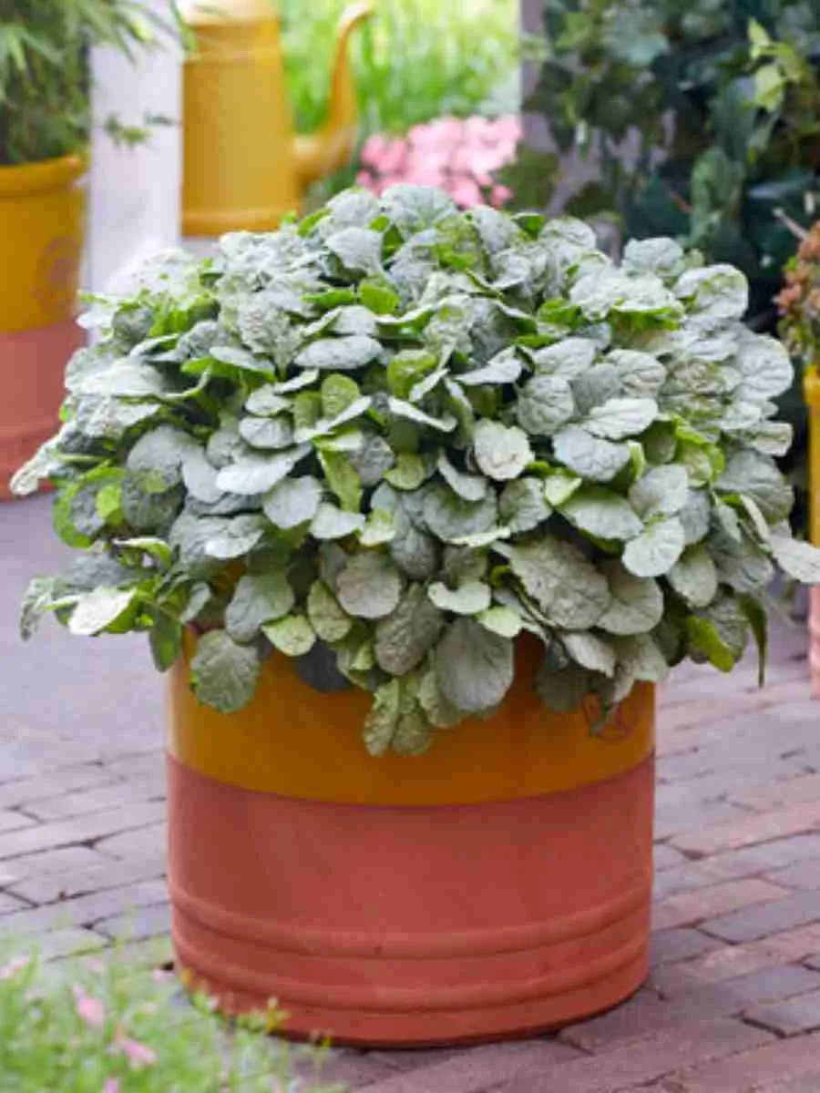 Живучка ползучая Princess Elsa