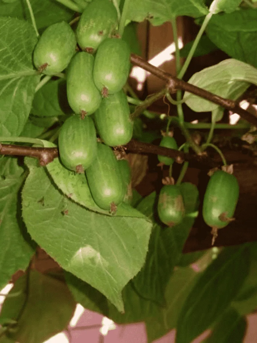 Актинидия коломикта Сентябрьская