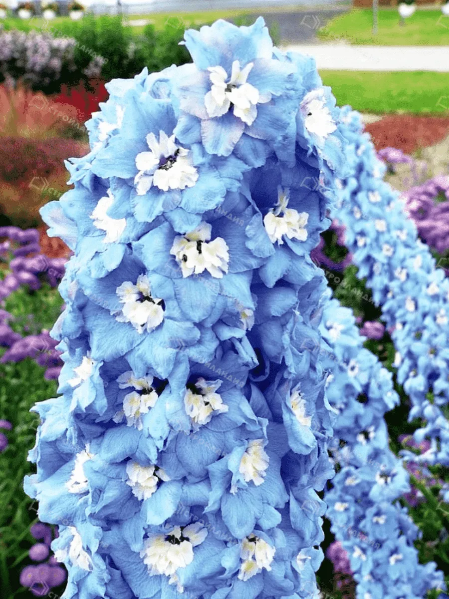 Дельфиниум  культурный Magic Fountains Sky Blue White