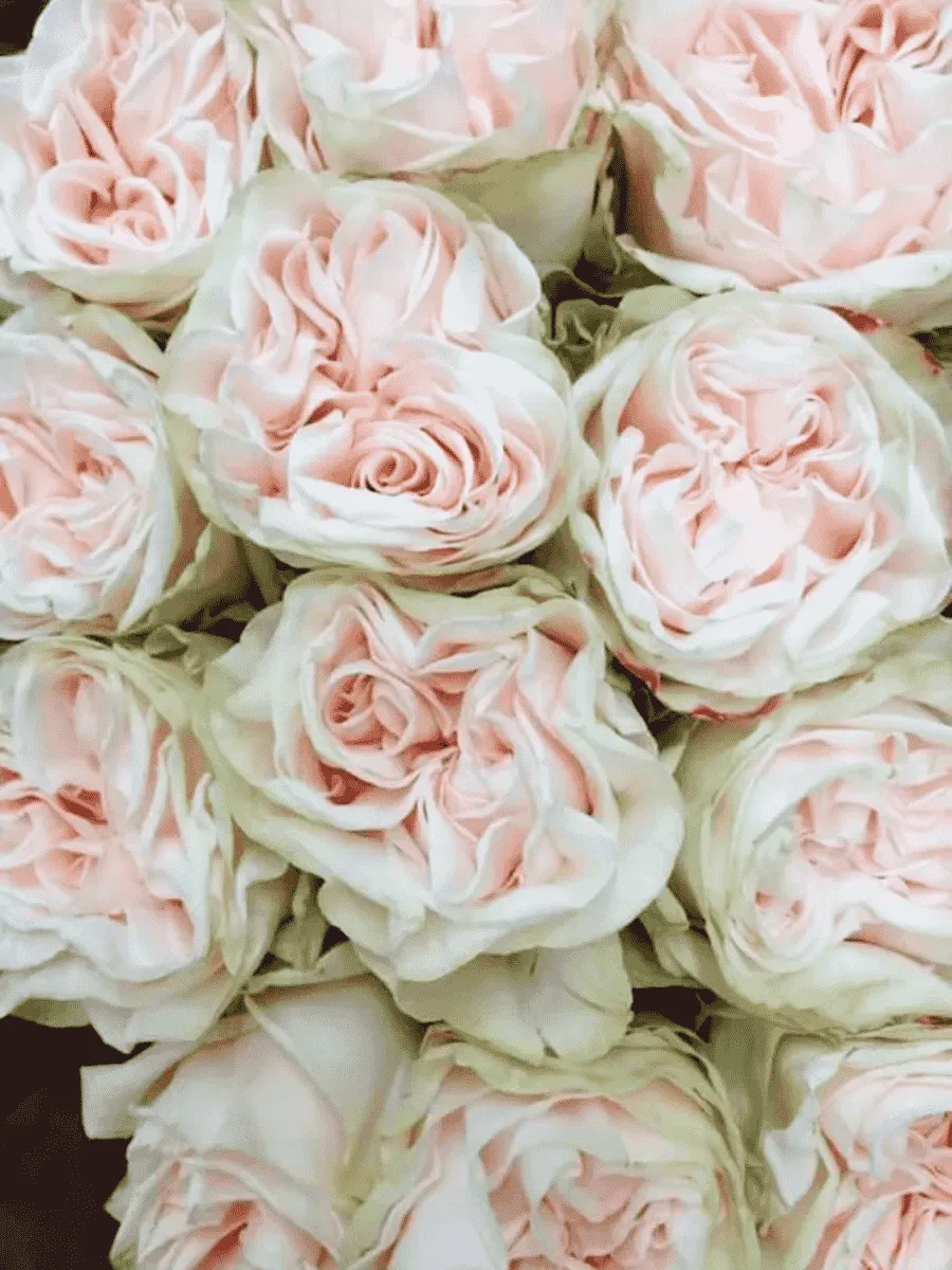 Роза чайно-гибридная Country Spirit Wedding