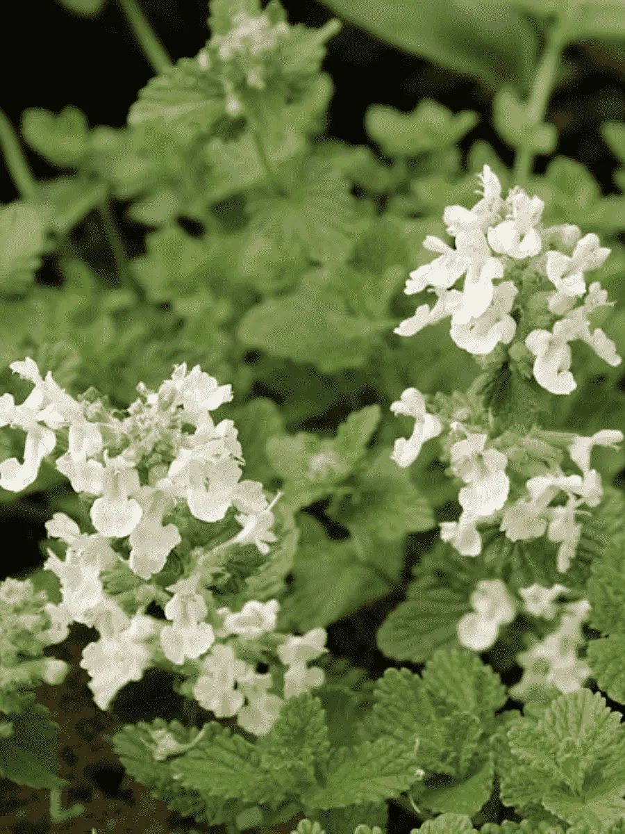 Котовник Фассена Alba