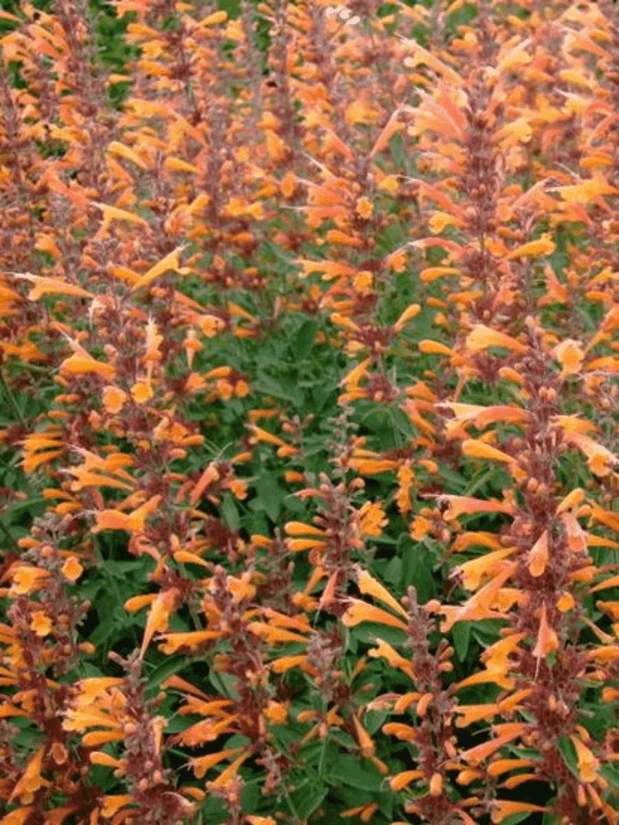 Агастахис оранжевый Apricot Sprite