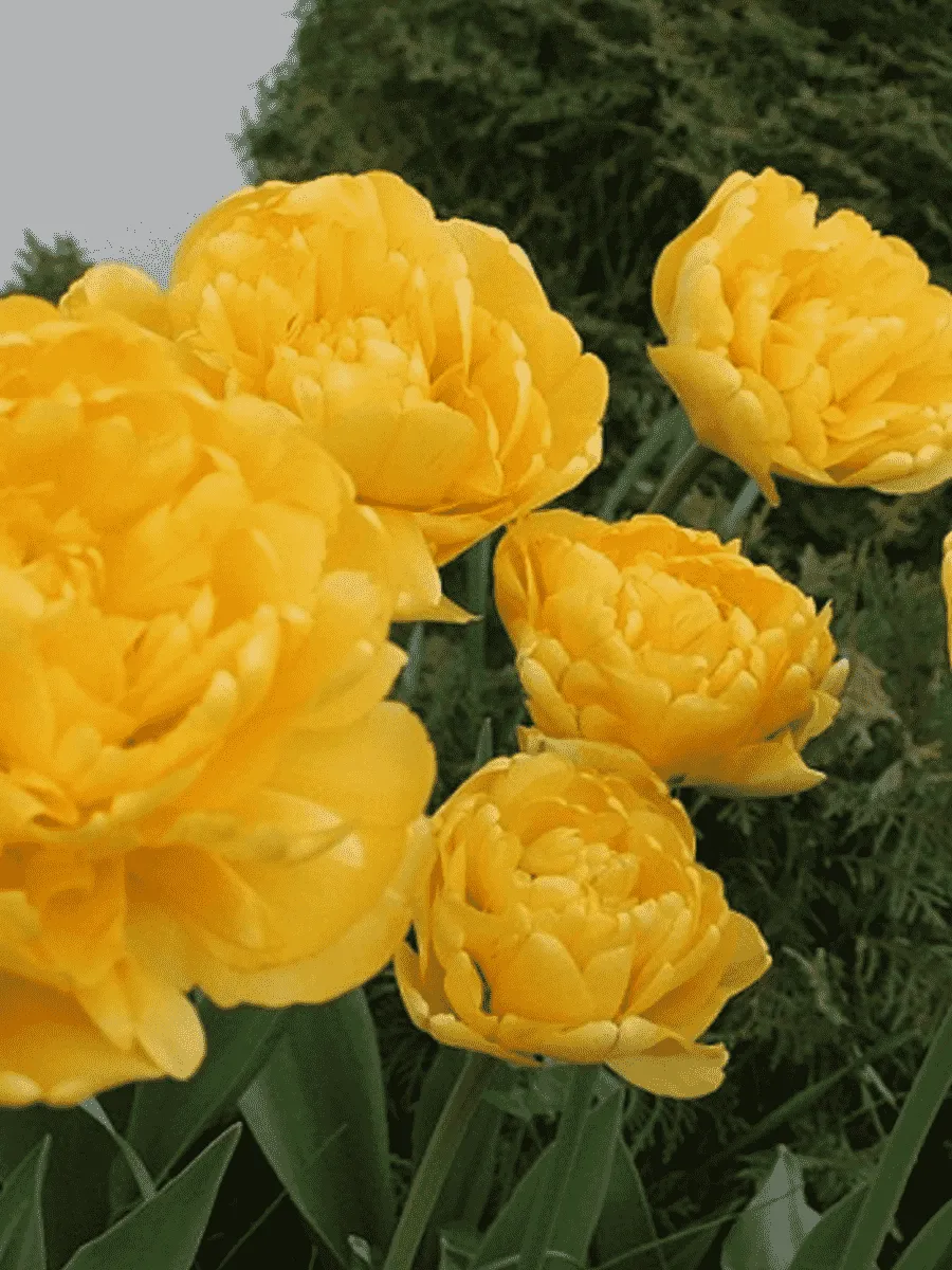 Тюльпан Махровый Monte Peony