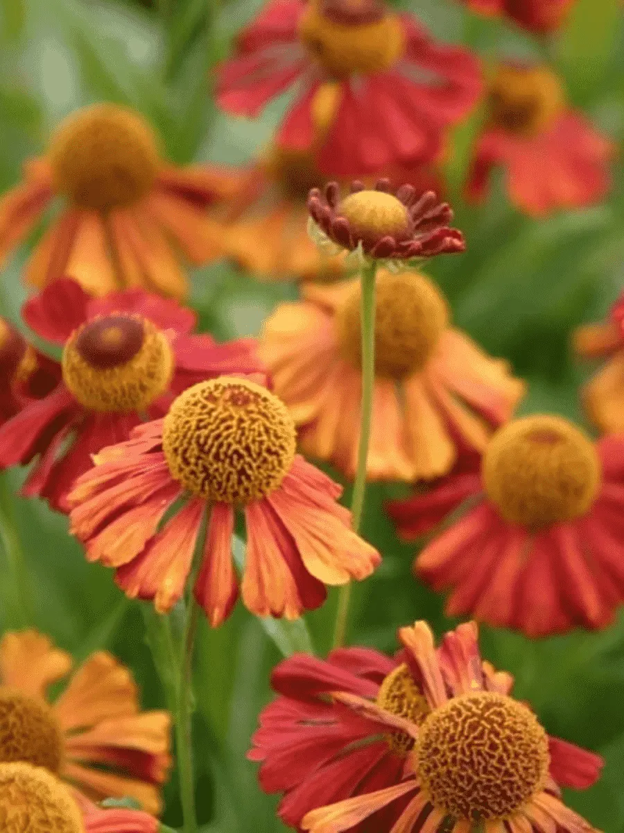 Гелениум Moerheim Beauty