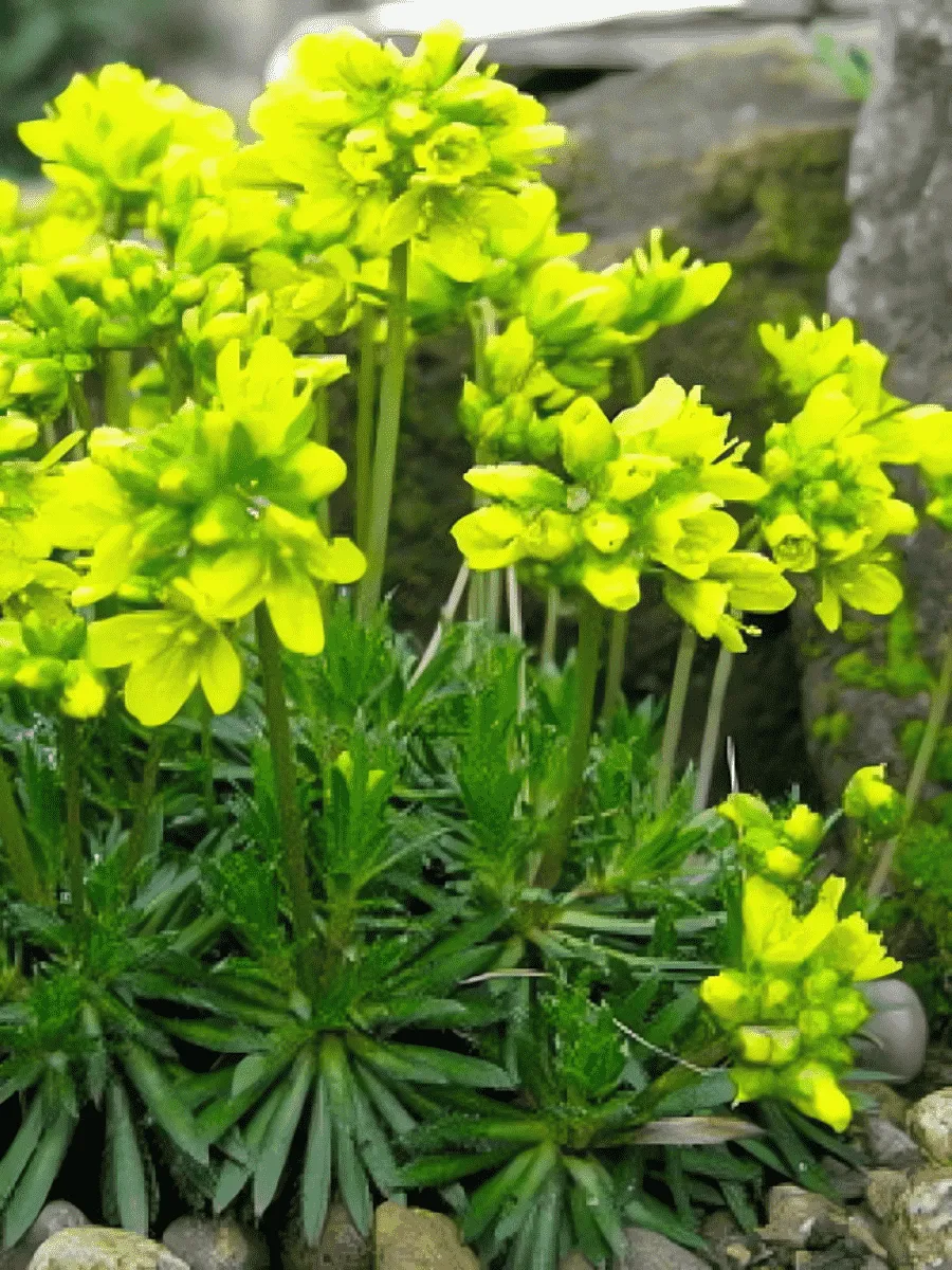 Крупка вечнозеленая