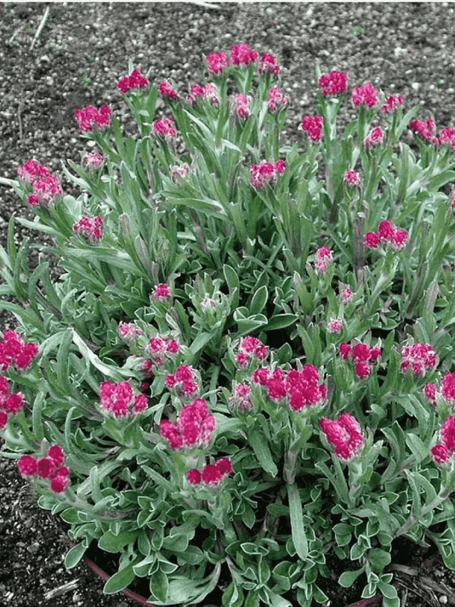 Антеннария двудомная Bright Red