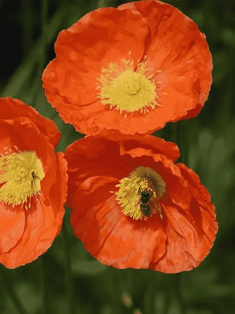 Мак Pop-up Orange